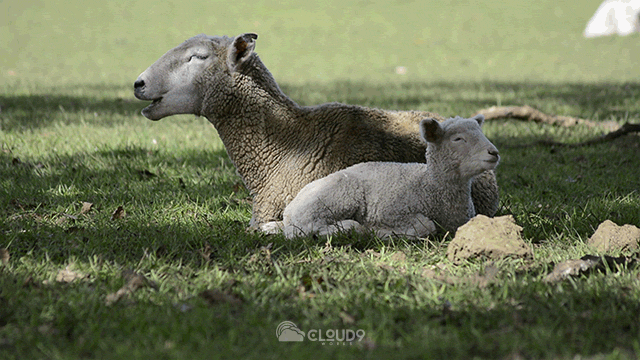 子羊のシネマグラフ